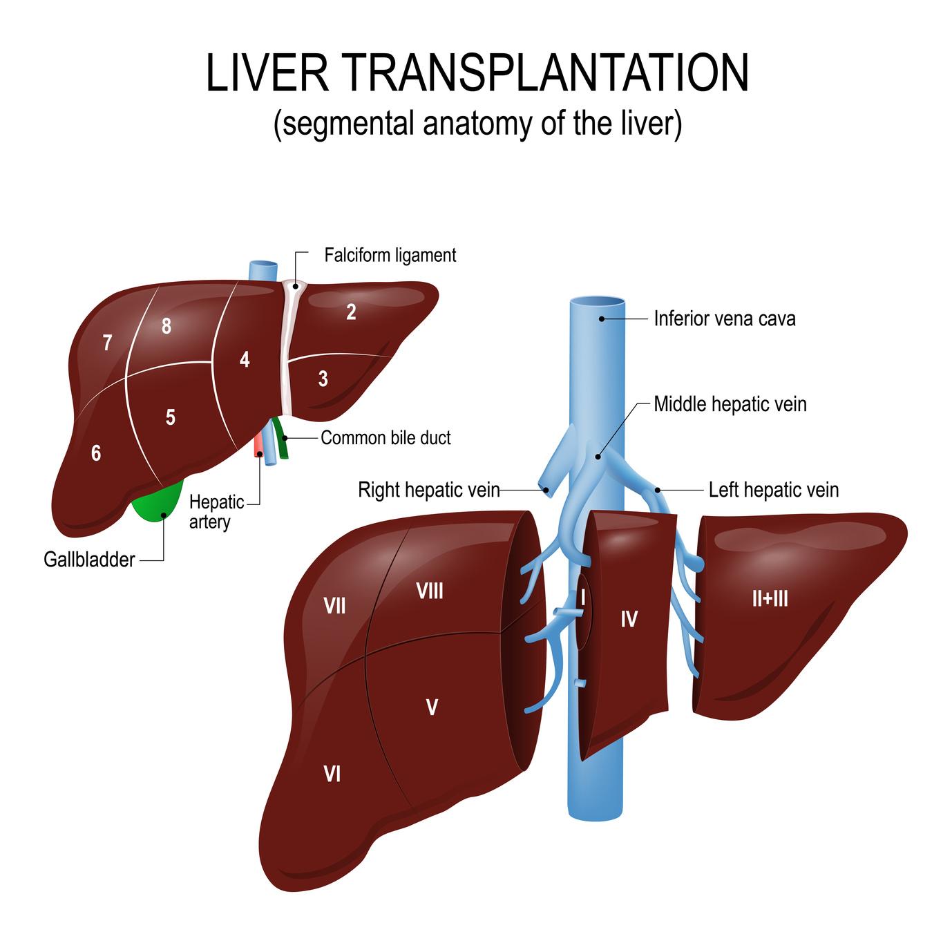 Transplantation Hepatique